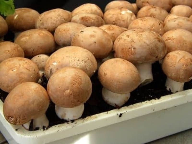 Как выращивать шампиньоны в домашних условиях: вкусные и полезные грибы круглый год